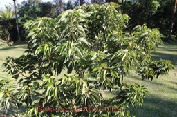 Bois de senteur bleu - Dombeya populnea- Malvacée - BM
