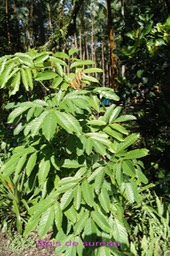 Bois de sureau- Leea guineensis- Léeacée - I