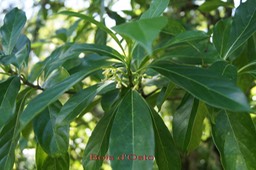 Bois d'Osto- Antirhea borbonica- Rubiacée - Mada- Masc
