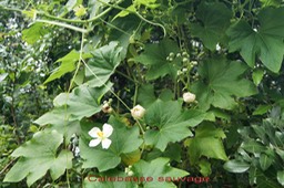 Calebasse sauvage- Lagenaria sphaerica - Cucurbitacée - Pantropical