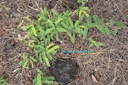 Cascavelle- Abrus precatorius - Fabacée - paléotropical