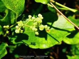Cocculus orbiculatus  liane d'amarrage P1130318