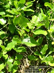 Cocculus orbiculatus  liane d'amarrage P1130316