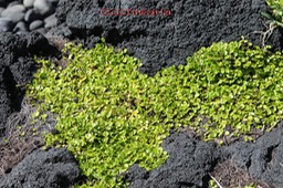 Cochléaria - Centella asiatica- Apiacée - Pantropical