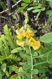 Crotalaire ou Pois rond marron