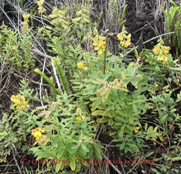 Crotalaria retusa- Fabacée - exo