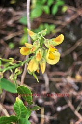 Crotalaria retusa