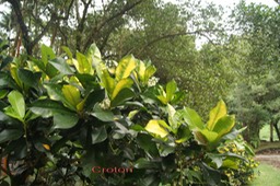 Croton- Codiaeum variegatum - Euphorbiacée - exo