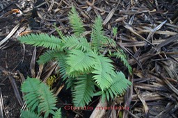 Ctenitis maritima- Dryopteridacée- Masc