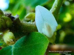 Dendrolobium umbellatum Bois malgache P1130425