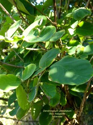 Dendrolobium umbellatum bois malgache P1130411