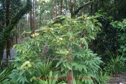 Dombeya populnea- Malvacée - BM