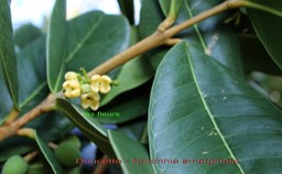 Doucette- Noronhia emarginata- Oléacée- Mada