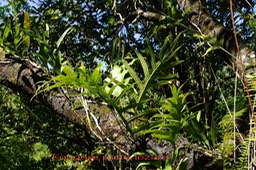 Fougère patte lézard- Phymatosorus scolopendria - Polypodiacée - I