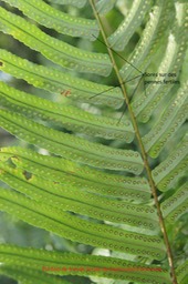 Fronde fertile de Nephrolepis biserrata