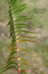 Fronde ou feuille de Nephrolepis abrupta