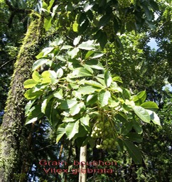 Grain bouchon - Vitex glabrata- Lamiacée - Inde- SE Asie- Australie