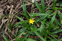 Hypoxis angustifolia- Hypoxidacée - I