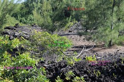 La colonisation de la coulée de 1977