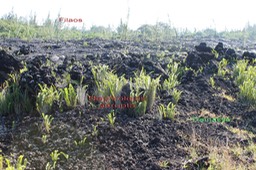 La colonisation de la coulée de 1977-2