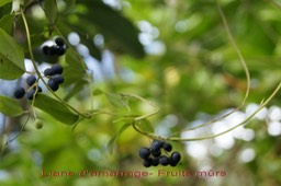 Liane d'amarrage - Fruits mûrs