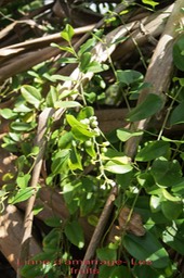 Liane d'amarrage - les fruits