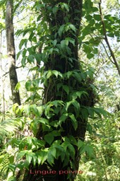 Lingue poivre- Piper borbonnense- Pipéracée- I