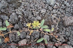 Mimosa pudica- Les fruits ou gousses