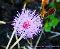 Mimosa pudica sensitive P1130248