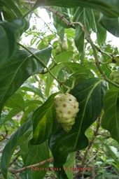 Morinda citrifolia