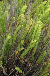 Nephrolepis abrupta- Néphrolépidacée - Mada- Masc