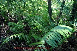 Nephrolepis beserrata- Nephrolepidacée- pantropical