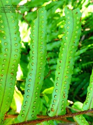 nephrolepis biserrata P1130452
