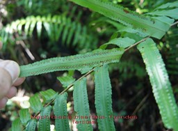 Nephrolepis biserrata