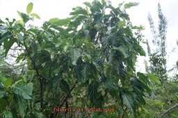 Noni- Morinda citrifolia- Rubiacée - Indopacifique
