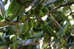 Noronhia emarginata- Les fruits