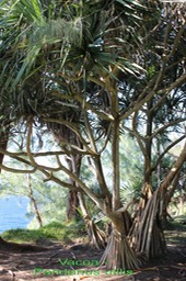 Pandanus utilis - 2