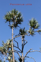Pandanus utilis - Vacoa - Pandanacée - Masc