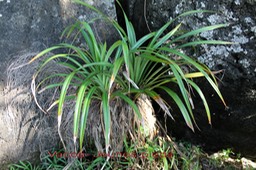 Pandanus utilis- Jeunes pieds