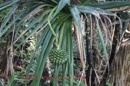 Pandanus utilis