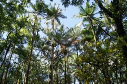 Paysage- Anse des Cascades