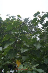 Porcher - Thespesia populnea - Malvacée - I