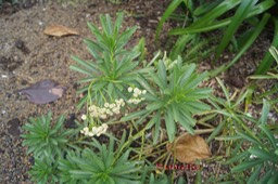 Saliette - Psiadia retusa - Astéracée - B