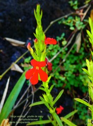 Striga asiatica goutte de sang P1130245