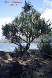 Vacoa - Pandanus utilis- Pandanacée-Masc