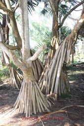 Vacoa - Pandanus utilis