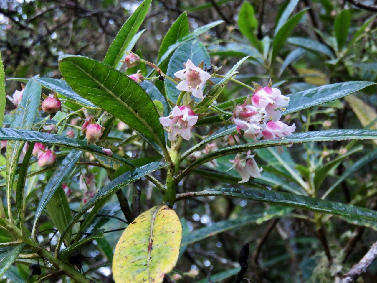 1. Fleurs de Forgesia racemosa - Bois de Laurent Martin - Escalloniacée - B.