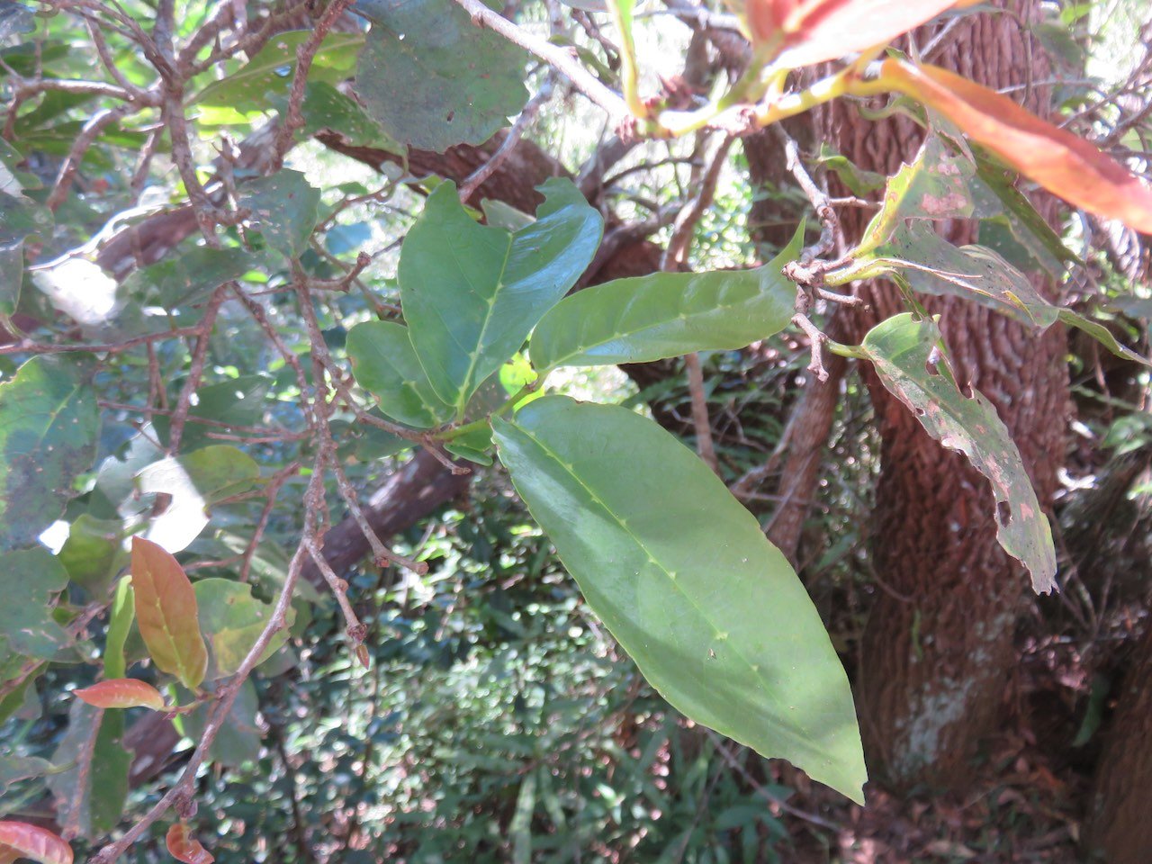 3. Antidesma madagagariense Bois de cabri blanc Phyllanthaceae INDIGENE LA REUNION