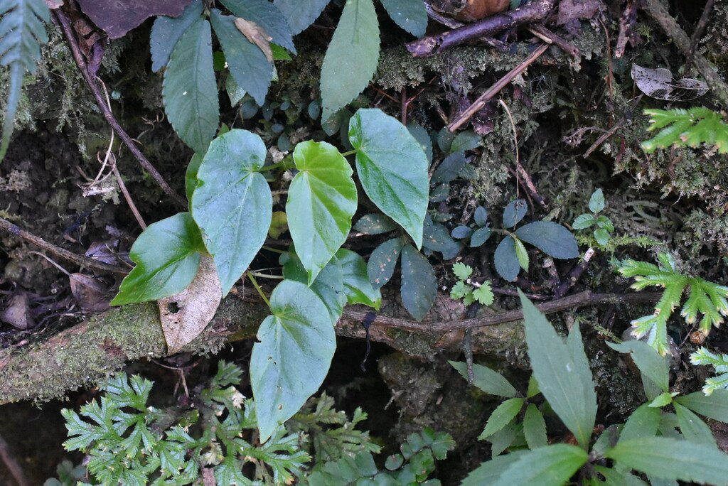 Begonia salaziensis-BEGONIACEAE-Endemique Reunion Maurice