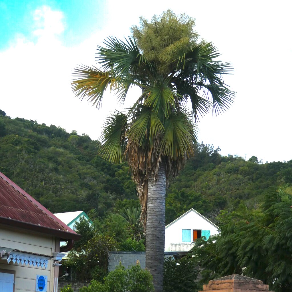 Corypha umbraculifera-Talipot a L'Entre Deux en debut de floraison-ARECACEAE-Asie tropicale